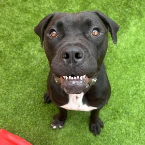 Keke, Cane Corso / Black Labrador Retriever, young, available for adoption