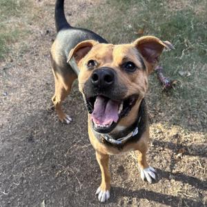 A happy dog with a black and brown coat, standing on a grassy area, looking up with its mouth open and tongue out.