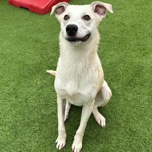 Amber, Labrador Retriever / Great Pyrenees, young, available for adoption