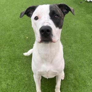 Lloyd, Shepherd / Great Dane, young, available for adoption