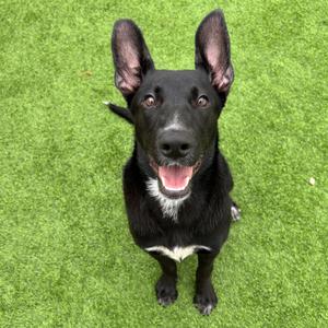 Dory, German Shepherd Dog / Black Labrador Retriever, puppy, available for adoption