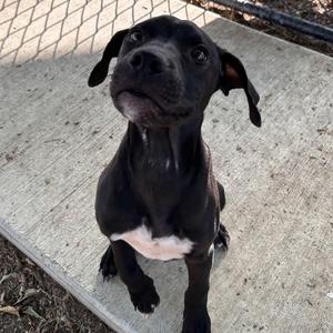 Wallace, Black Labrador Retriever / Pit Bull Terrier, puppy, available for adoption