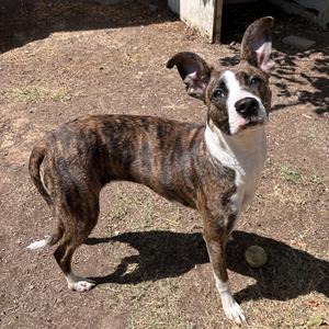 Belle, American Staffordshire Terrier, puppy, available for adoption