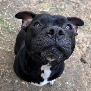 Shego, Pit Bull Terrier, young, available for adoption