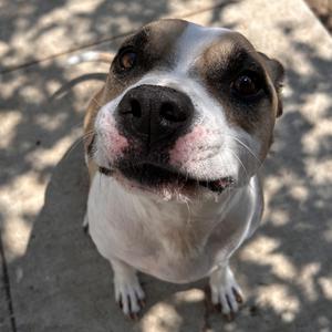 Thor, Pit Bull Terrier, adult, available for adoption