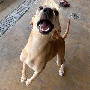 Lux, Hound / Retriever, young, available for adoption