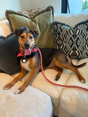 Estelle, Terrier (Unknown Type, Small) / Doberman Pinscher, available for adoption