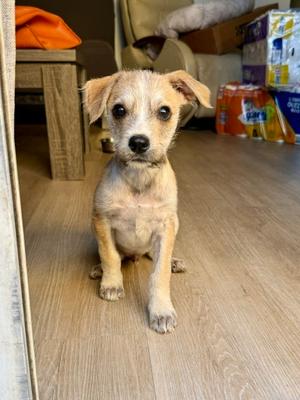 Bambi, Terrier (Unknown Type, Small), puppy, available for adoption