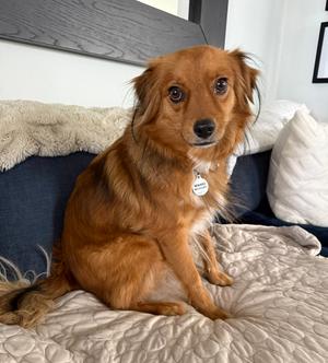Bernie, Australian Shepherd / Terriers (Small), young, available for adoption