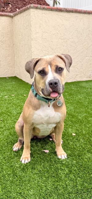 Coco, American Staffordshire Terrier, young, available for adoption