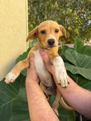 Barley, Terrier (Unknown Type, Small), puppy, available for adoption
