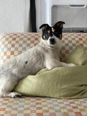 Florence, Dachshund / Australian Cattle Dog, adult, available for adoption