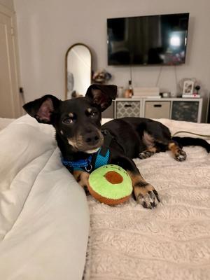 Bert, Miniature Dachshund / Chihuahua, puppy, available for adoption
