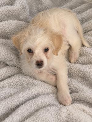 A small, fluffy white puppy with light brown patches lying on a soft, gray blanket.