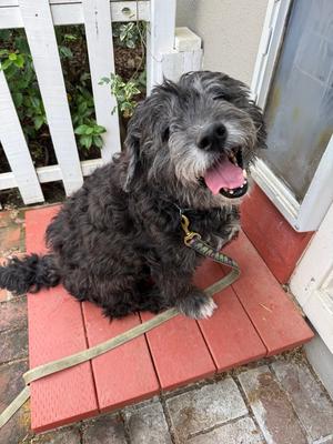 Lucky, Portuguese Water Dog, available for adoption