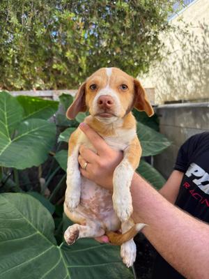 Baloo, Terrier (Unknown Type, Small), puppy, available for adoption