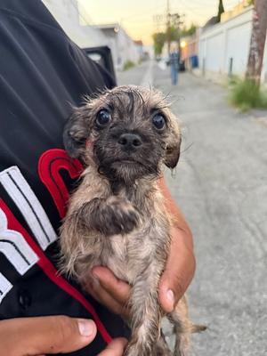 Foster Needed - Puppies, Mixed Breed, available for adoption