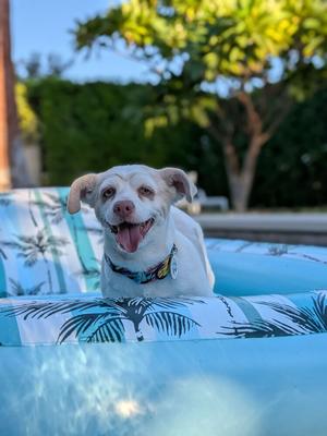 Chia, Chihuahua, adult, available for adoption