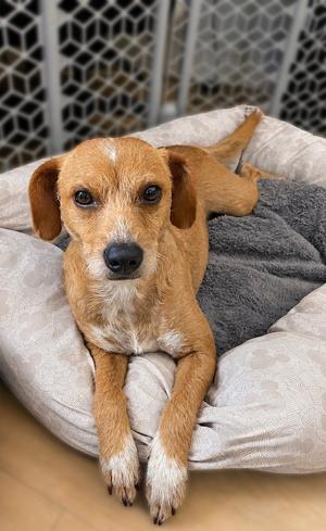 Bonnie, Terriers (Medium), available for adoption