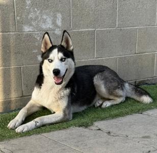 A black and white husky dog with blue eyes is lying on a patch of green grass in front of a concrete wall. The dog is looking at the camera with its mouth open, showing its tongue.