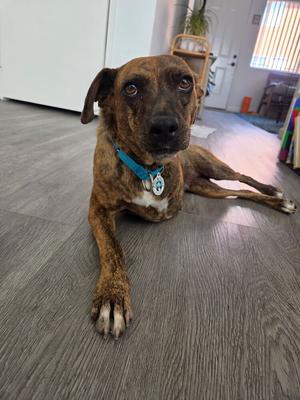 Coconut, Plott Hound, adult, available for adoption