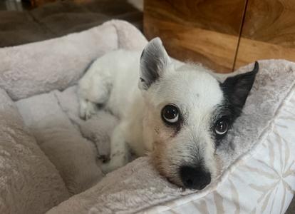 Bruno, Terriers (Small) / Chihuahua, senior, available for adoption