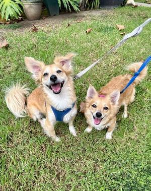 Two small dogs on leashes, one with a blue harness and the other with a blue leash, standing on grass.