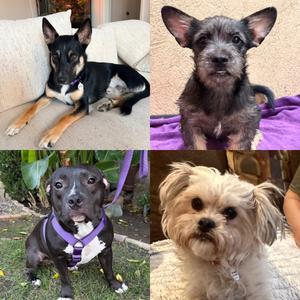 Foster Needed - Adult Dogs, Terriers (Small) / American Pit Bull Terrier, available for adoption