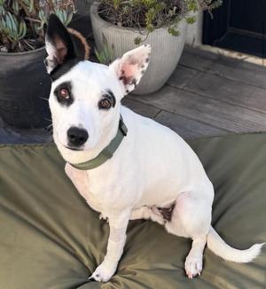 Frankie, Pit Bull Terrier / Cattle Dog, adult, available for adoption