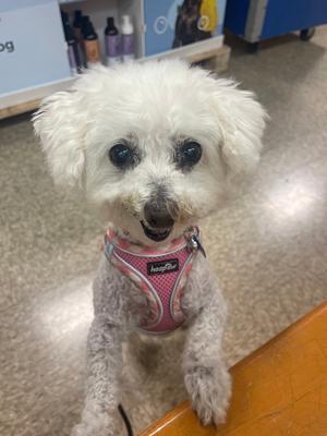 A small white dog wearing a pink harness, standing on a wooden surface.