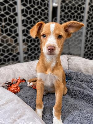 Bolt, Terrier (Unknown Type, Small), puppy, available for adoption
