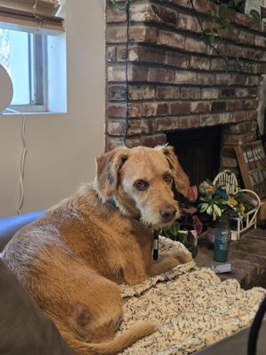 Max, Terriers (Medium), senior, available for adoption