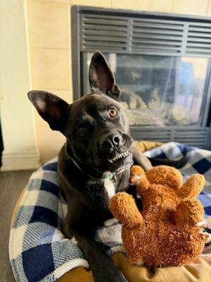 Angel, Labrador Retriever / Shepherds (All Types), adult, available for adoption