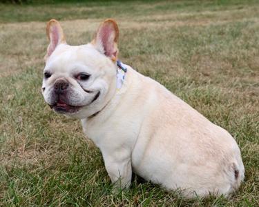 Cody, Bulldog Mix, adult, available for adoption