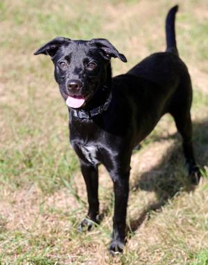 Buddy, Mixed Breed and Australian Cattle Dog, young, available for adoption