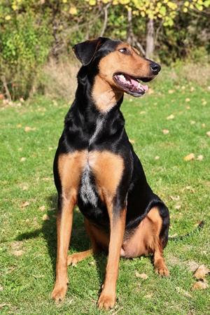 Daisy Lynn, Doberman Pinscher, senior, available for adoption