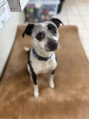 Finley, Pit Bull Terrier, adult, available for adoption