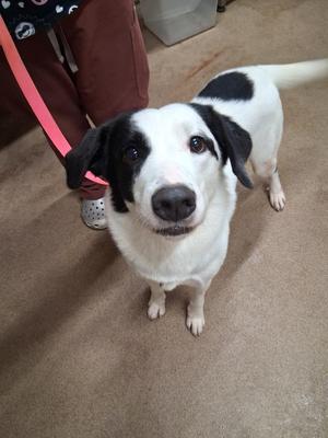 Mike, Shepherd, adult, available for adoption
