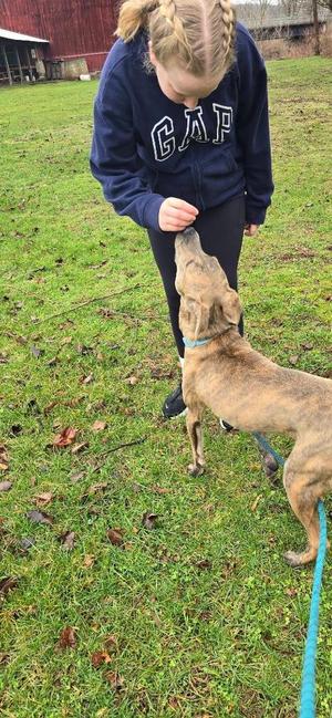 A young person with braided hair is offering a treat to a brindle-colored dog in a grassy outdoor area.
