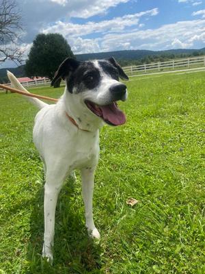 Luna, Collie, senior, available for adoption