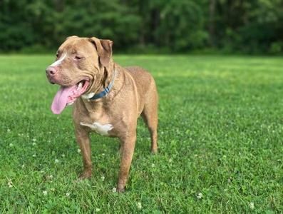 A brown dog with a white patch on its chest standing in a grassy field, its tongue out and looking to the side.