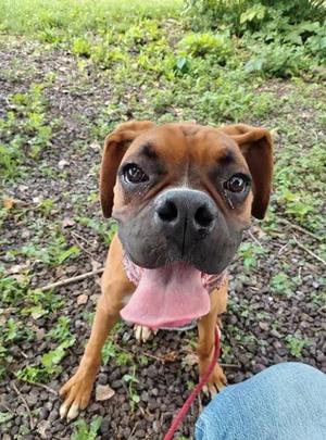 Watson, Boxer, young, available for adoption