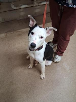 Millionaire, Pit Bull Terrier, young, available for adoption