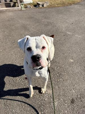 A white dog with floppy ears and a black nose standing on a paved surface, looking up at the camera.
