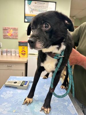 Piglet, Mixed Breed, young, available for adoption