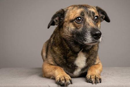 Booboo, Mixed Breed, young, available for adoption