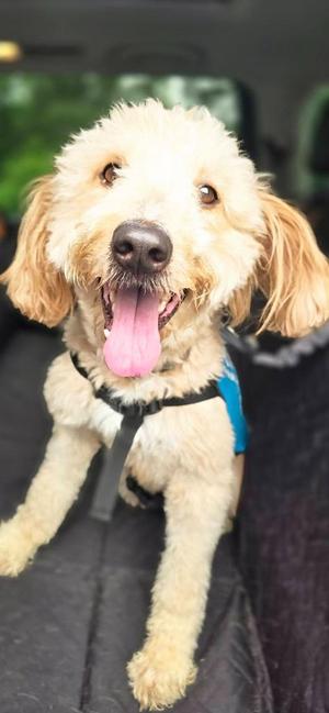 Teddi, Poodle, young, available for adoption