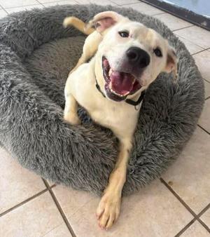 Koba, Mixed Breed, young, available for adoption
