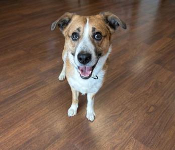 A brown and white dog with floppy ears and a happy expression, sitting on a wooden floor.