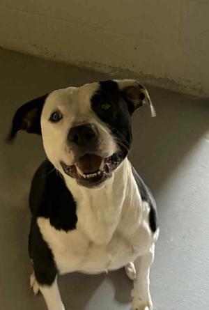 Roscoe, Pit Bull Terrier, adult, available for adoption